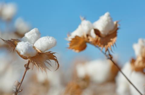 Use Supima In Products - Using Supima Cotton