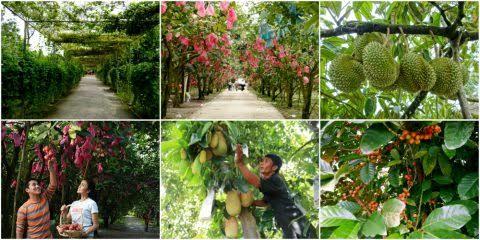 Fruit Trees - Desaru Fruit Farm