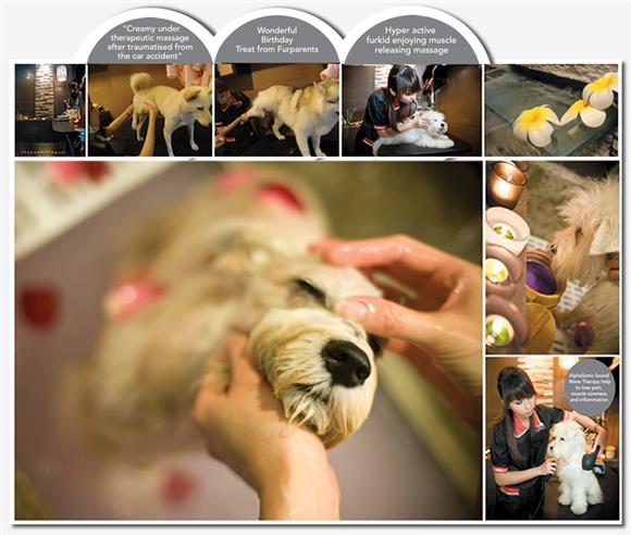 Dog - Pets Icon Beauty Salon